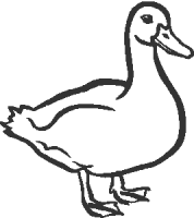 duck-01
