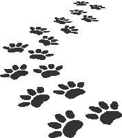 paws-on-path