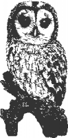 tawny-owl-01